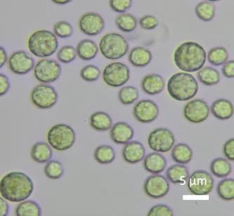 Microalga Chlorella vulgaris