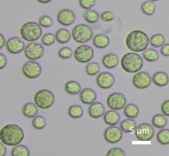 Microalga Chlorella vulgaris