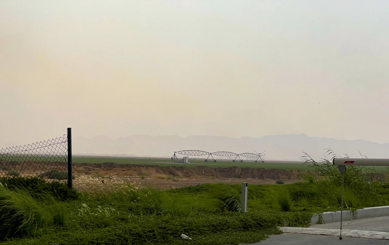 Die Felder der Weizenfarm in Mleiha